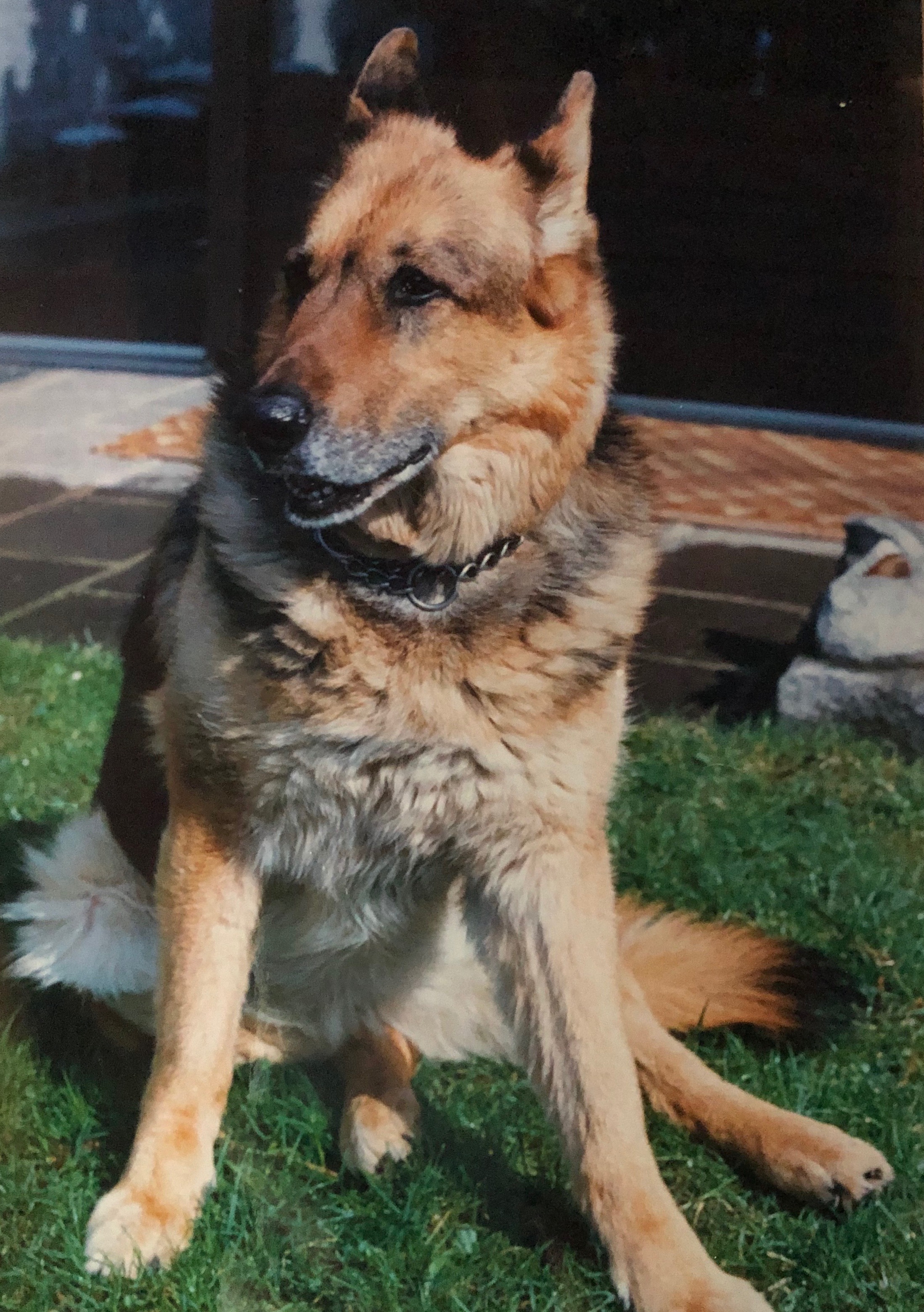 Auf den Hund gekommen